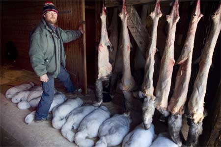 Kürk çiftçiliğinden çarpıcı görüntüler