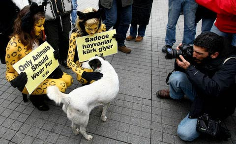 PETA kızları İstanbul'da