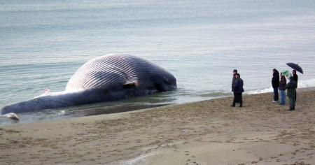 Sahile vurmuş balinalar şok yarattı!