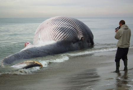 Sahile vurmuş balinalar şok yarattı!
