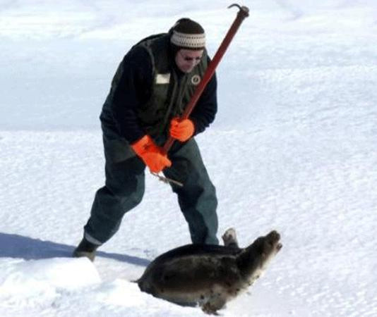 Kanada'da fok avı başladı