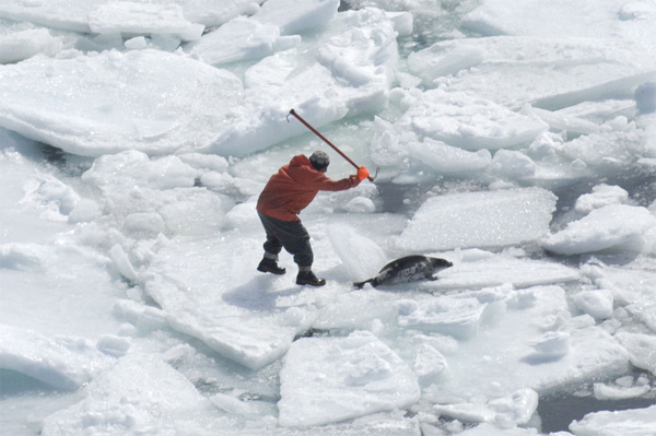 Kanada'da fok avı başladı