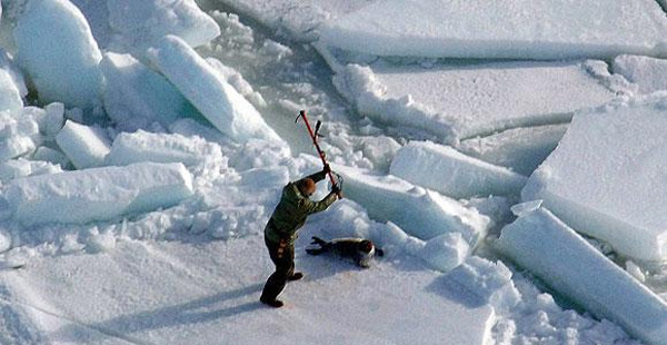Kanada'da fok avı başladı
