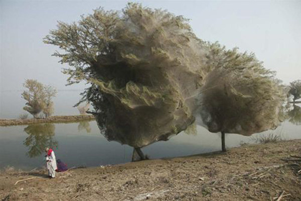 Gerçek örümcek istilası fotoğrafları   