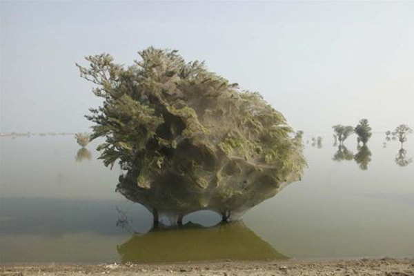 Gerçek örümcek istilası fotoğrafları   