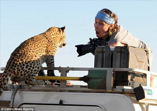 Belgesel çekerken leopara yem oluyordu