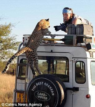 Belgesel çekerken leopara yem oluyordu