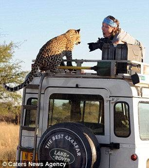 Belgesel çekerken leopara yem oluyordu