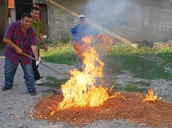 Hem isyan ettiler hem oy verdiler