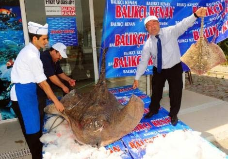 Marmara'da dev vatoz herkesi şaşırttı