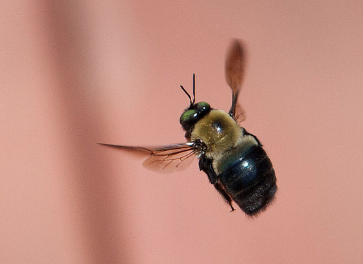 Arıların müthiş özellikleri