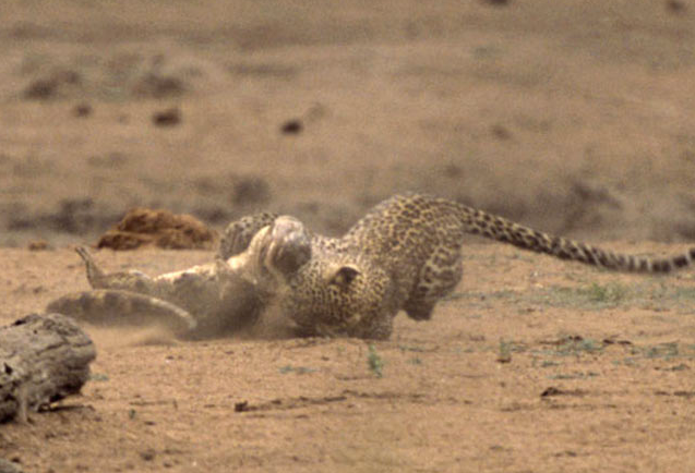 Leoparın timsah avı nefes kesti