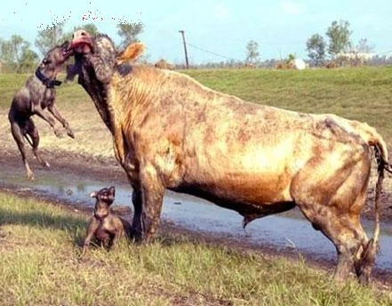 Boğa ile Pitbull'ların nefes kesen savaşı