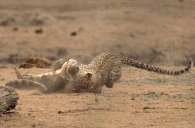 Leoparın timsahla ölüm kalım savaşı