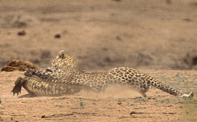 Leoparın timsahla ölüm kalım savaşı