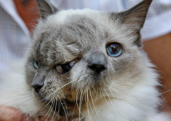 İki yüzlü kedi görenleri şok etti