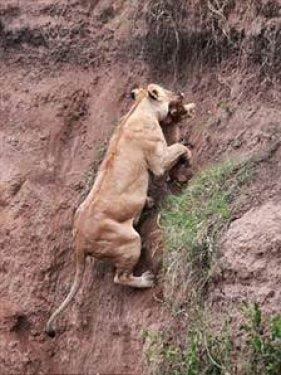 Yavru aslanı annesi böyle kurtardı