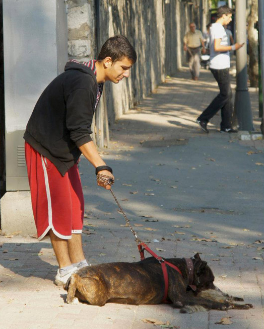 Pitbull, kediyi böyle parçaladı