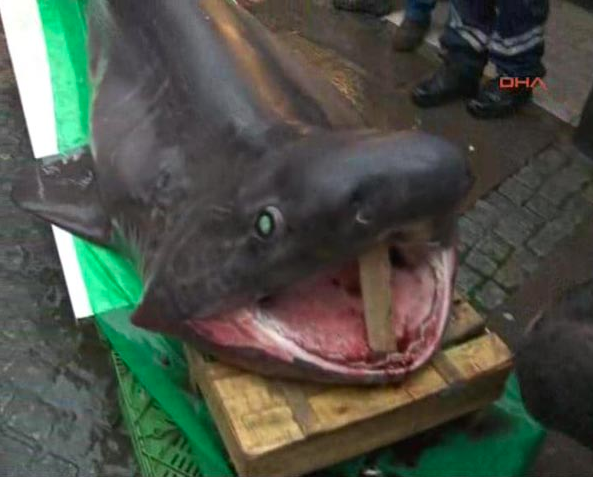 Bu dev köpekbalığı Marmara'da yakalandı!