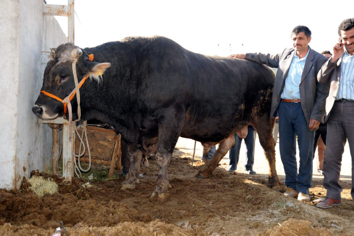 Boğa yakalama timleri zor anlar yaşadı!