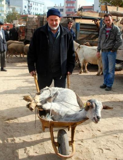 Kurban Bayramı'ndan komik kareler