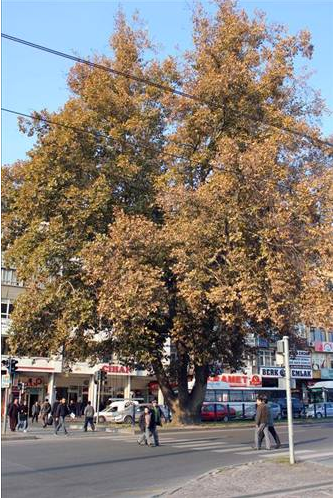 Devlet korumasındaki ağaçlar