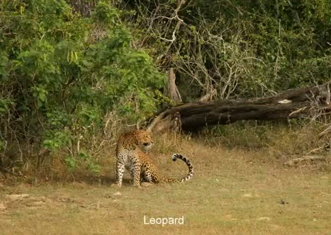 Leoparla domuz kavga ederse...