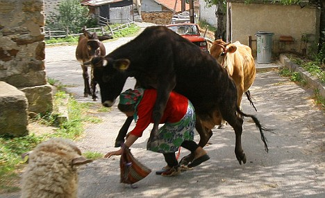 İnek kadının sırtına çıktı!