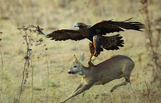 Kartal'ın vahşi avı böyle görüntülendi