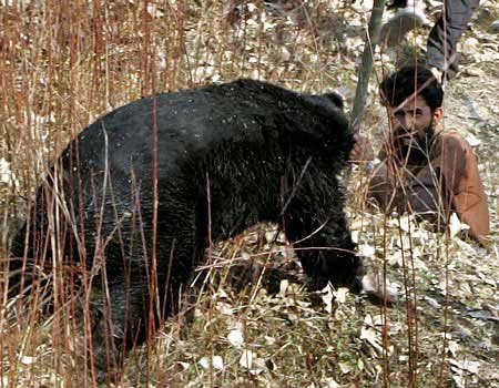 Ayı, adamı böyle parçaladı