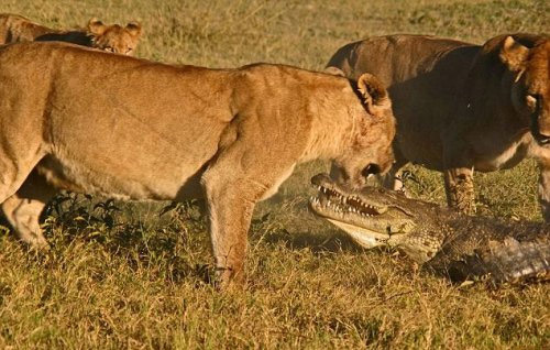 Aslan sürüsünün timsah avı!