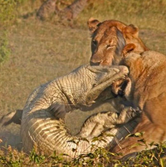 Aslan avını böyle parçaladı