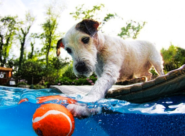 Köpeklerin su altı halleri