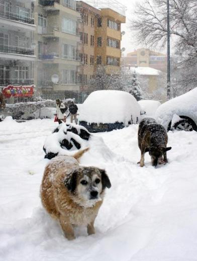 Başkent beyaz esarete teslim