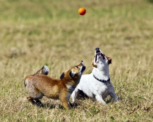 Tilki ve köpeğin şaşırtan dotluğu