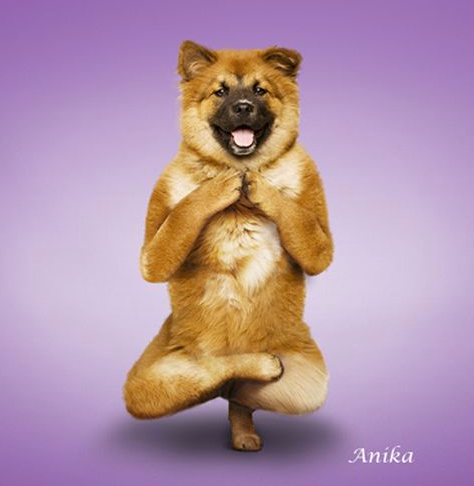 Bu köpekler yoga yapıyor 