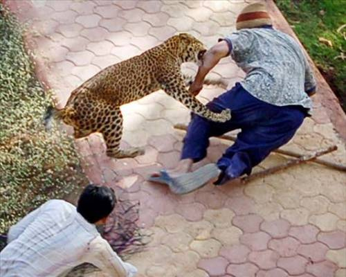 Leopar bahçıvana böyle saldırdı!