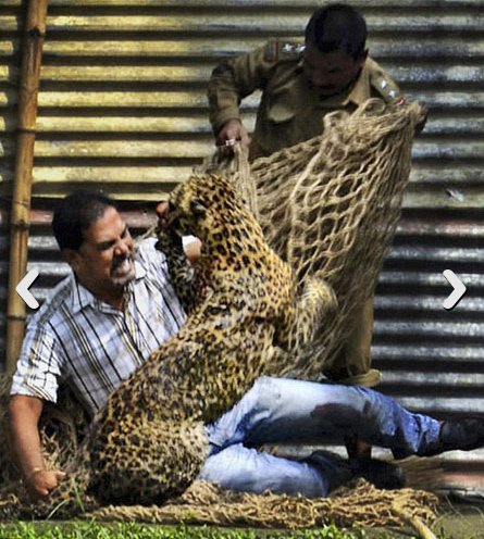 Leopar dehşet saçtı