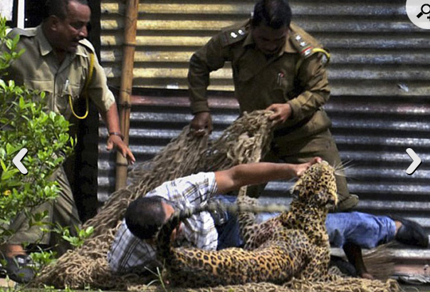 Leopar dehşet saçtı