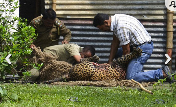 Leopar dehşet saçtı