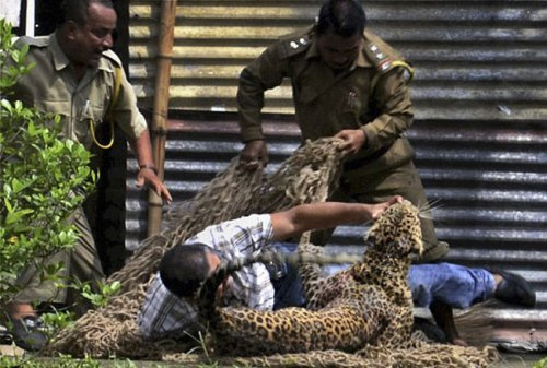 Arkadaşını leoparın ağzından aldı