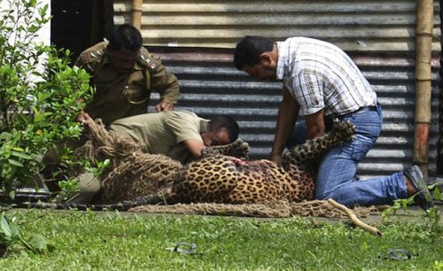 Arkadaşını leoparın ağzından aldı