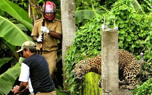 Arkadaşını leoparın ağzından aldı