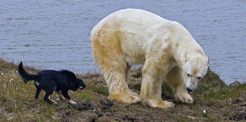 Köpek dev ayıya kafa tuttu