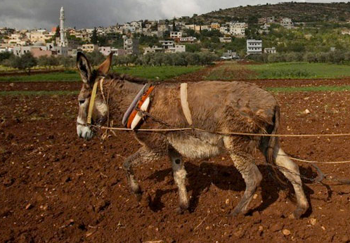 Evlenmek için öyle şeyler seçtiler ki!