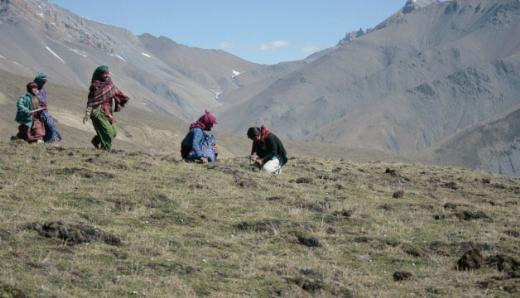 'Himalaya Viagrası'