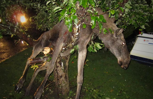 Bu fotoğraflar dehşeti tekrar yaşatıyor