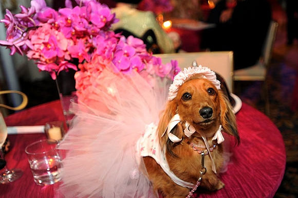 250 bin dolarlık köpek düğünü