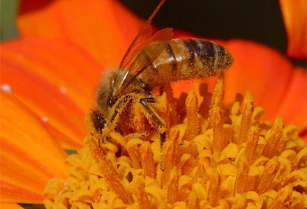 Arı ve polenin flörtü