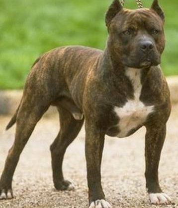 Bu arabayı pitbull parçaladı